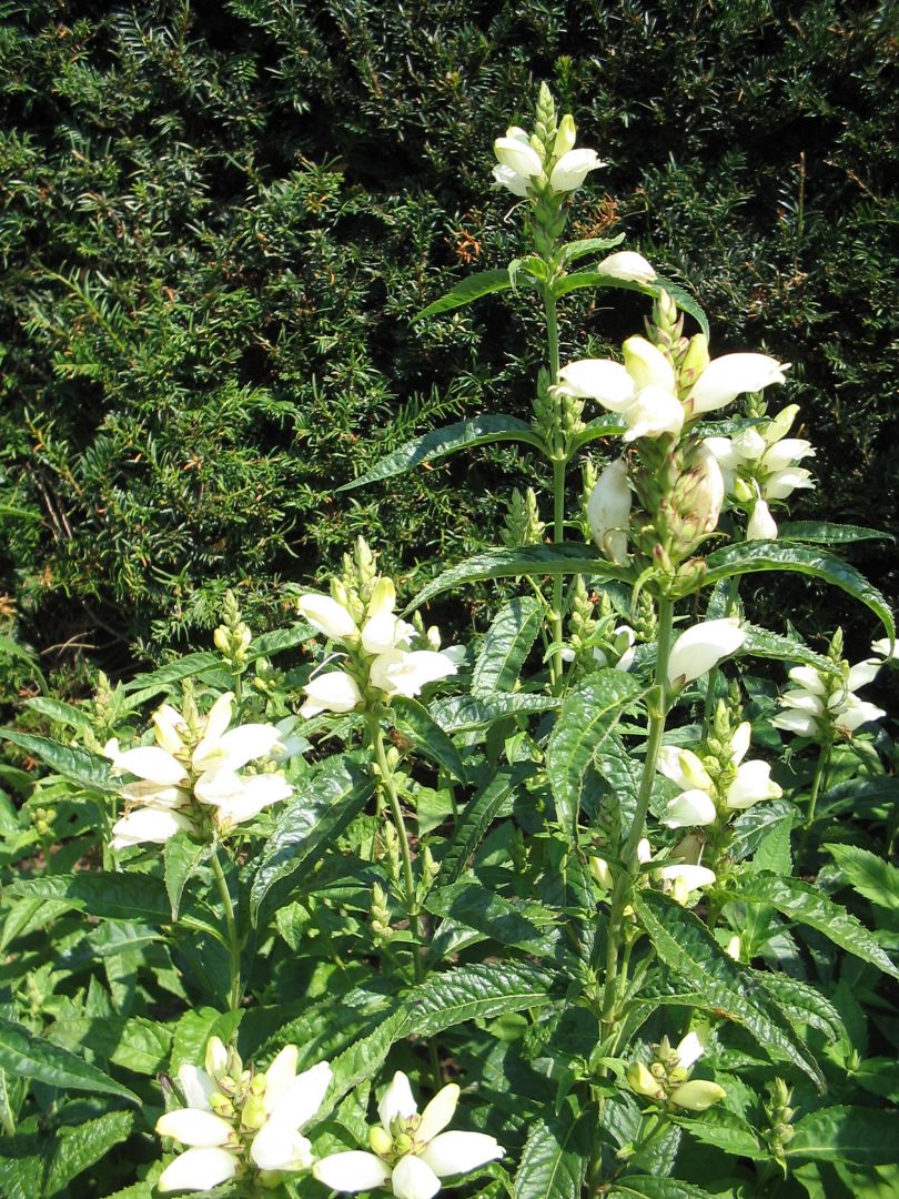 Chelone obliqua 'Alba' Schilpadbloem De Tuinen van Appeltern