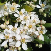 Choisya ternata (Mexicaanse citroenbloesem, Mexican orange blossom)