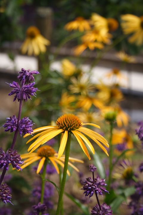 Echinacea purpurea ‘Harvest Moon’ - Zonnehoed | De Tuinen van Appeltern