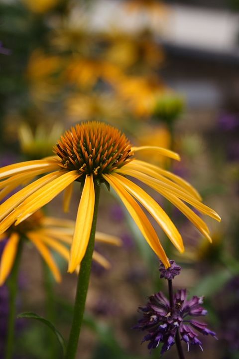 Echinacea purpurea ‘Harvest Moon’ - Zonnehoed | De Tuinen van Appeltern