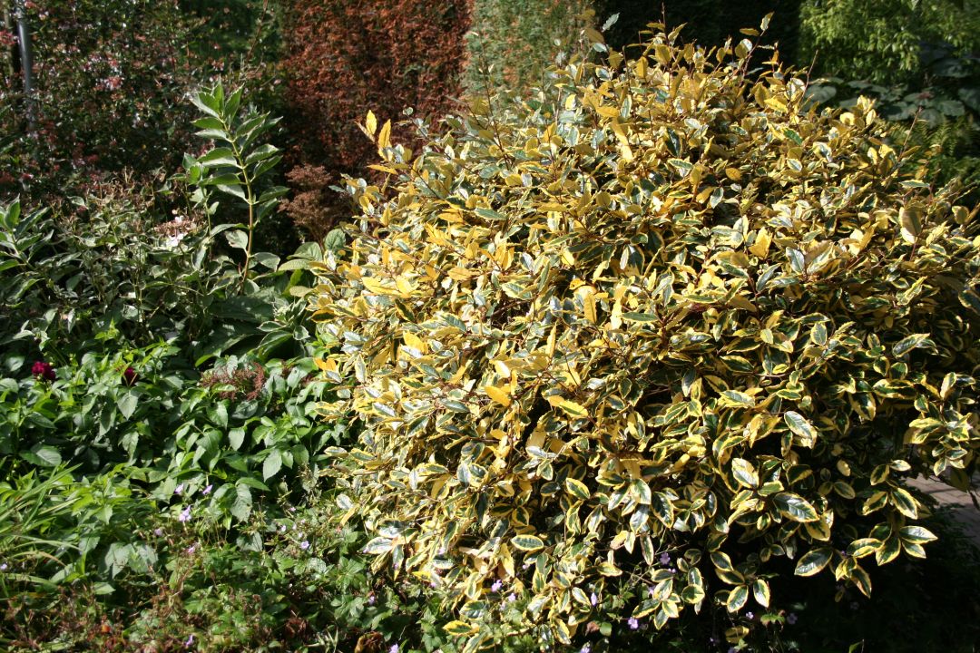 Elaeagnus ebbingei 'Gilt Edge' Bontbladige olijfwilg De Tuinen van