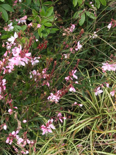 Prachtkaars 'Gaura' planten - Kopen, soorten en combineren Prachtkaars 'Gaura' planten - Kopen, soorten en combineren
