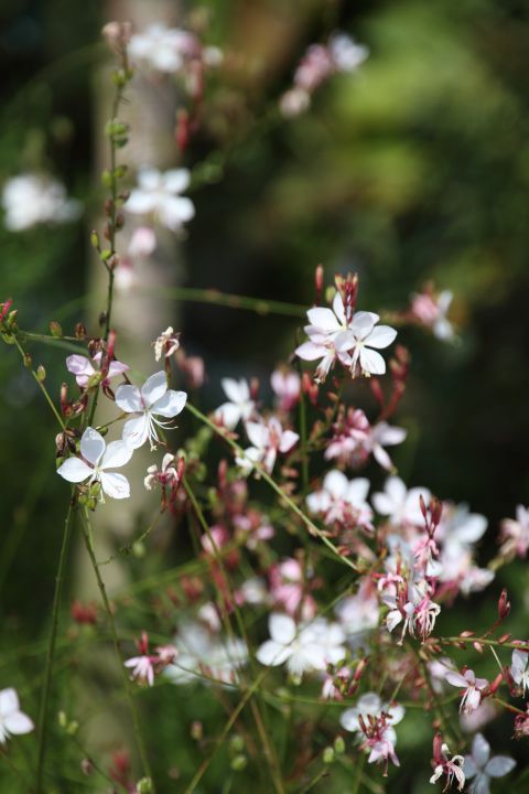 Gaura Lindheimeri Whirling Butterflies (Prachtkaars Gaura Lindheimeri Whirling Butterflies (Prachtkaars