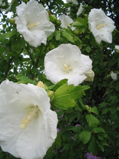 Hibiscus Syriacus Totus Albus Altheastruik De Tuinen Van Appeltern