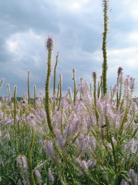 Veronicastrum virginicum 'Pink Glow' (Virginische ereprijs)