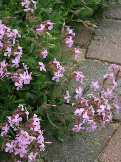 Zeepkruid - Saponaria ocymoides plant
