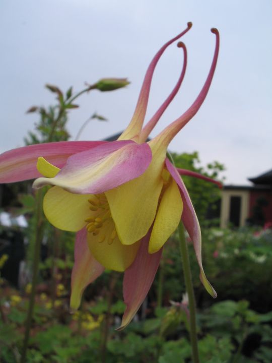 Aquilegia Mrs. Scott Elliott Hybrids - Akelei | De Tuinen van Appeltern