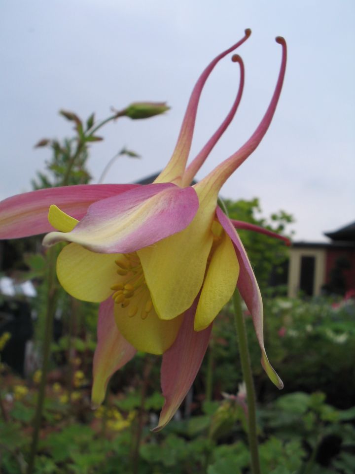 Aquilegia Mrs. Scott Elliott Hybrids - Akelei