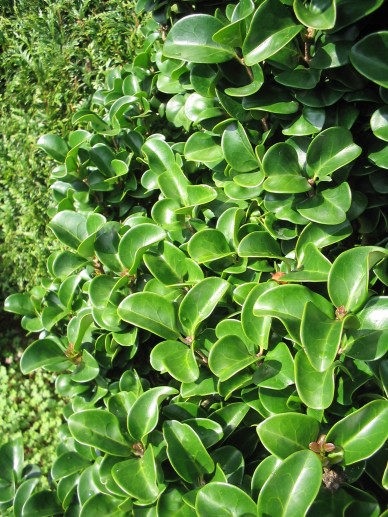 Ligustrum Japonicum Rotundifolium Liguster De Tuinen Van Appeltern