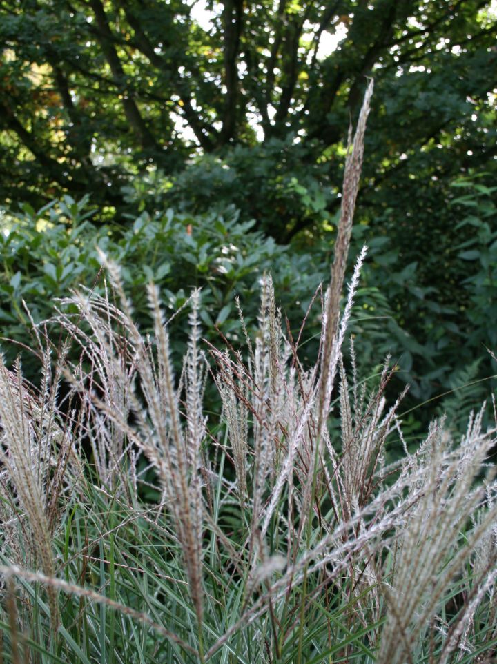 Miscanthus sinensis 'Kleine Silberspinne' - Prachtriet