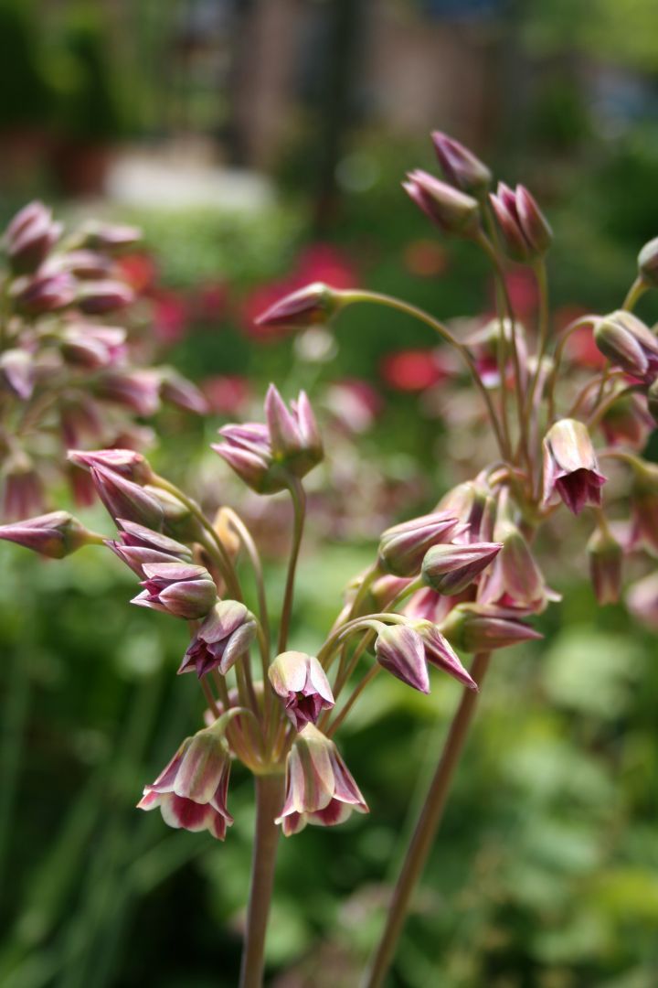 Nectaroscordum siculum var. bulgaricum Bulgaarse (sier)ui De Tuinen