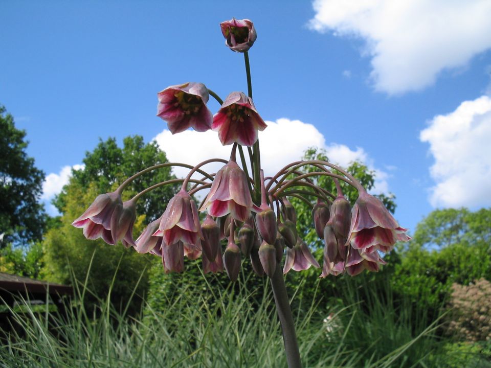 Nectaroscordum siculum var. bulgaricum Bulgaarse (sier)ui De Tuinen