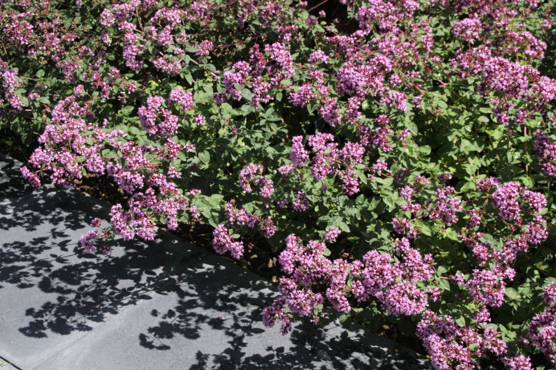 Origanum &amp;#39;Rosenkuppel&amp;#39; - Marjolein | De Tuinen van Appeltern