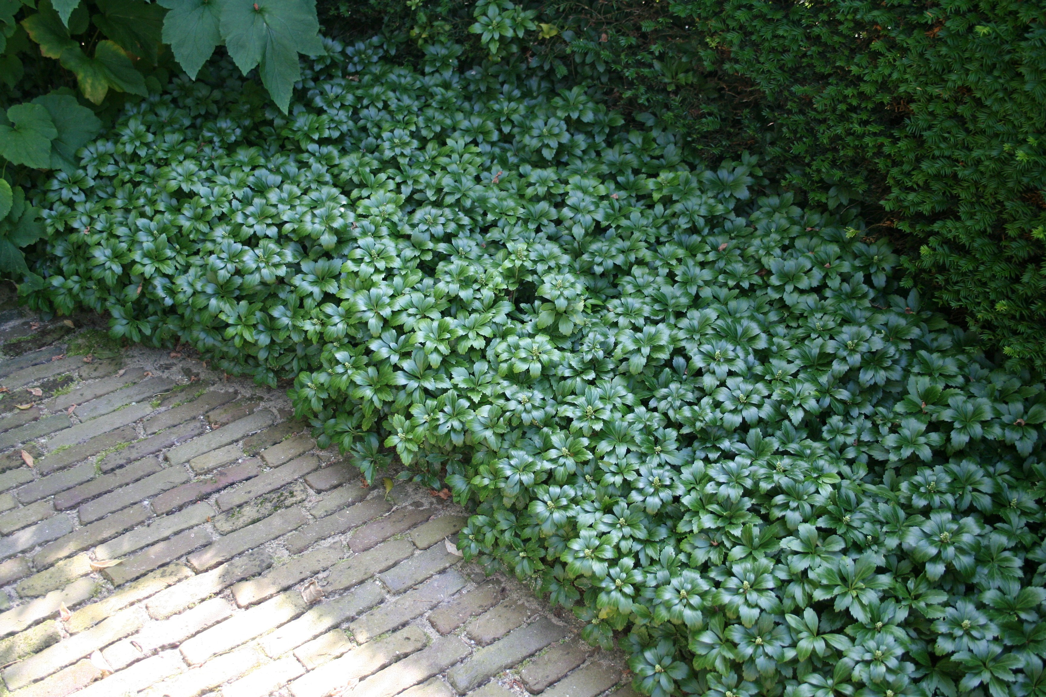 Pachysandra terminalis 'Green Sheen' - Dikkemanskruid ...