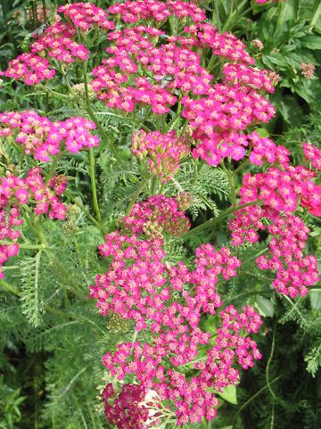 Achillea millefolium 'Cerise Queen' - Duizendblad