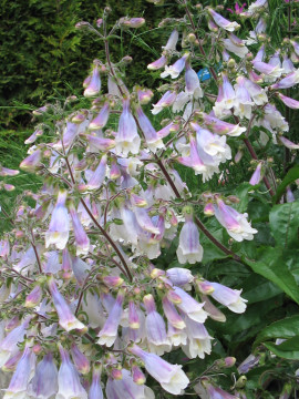 Penstemon hirsutus 'Pygmaeus' - Slangekop