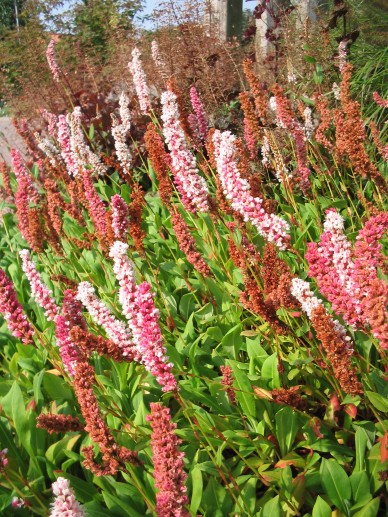 Persicaria Affinis Darjeeling Red Duizendknoop De Tuinen Van Appeltern