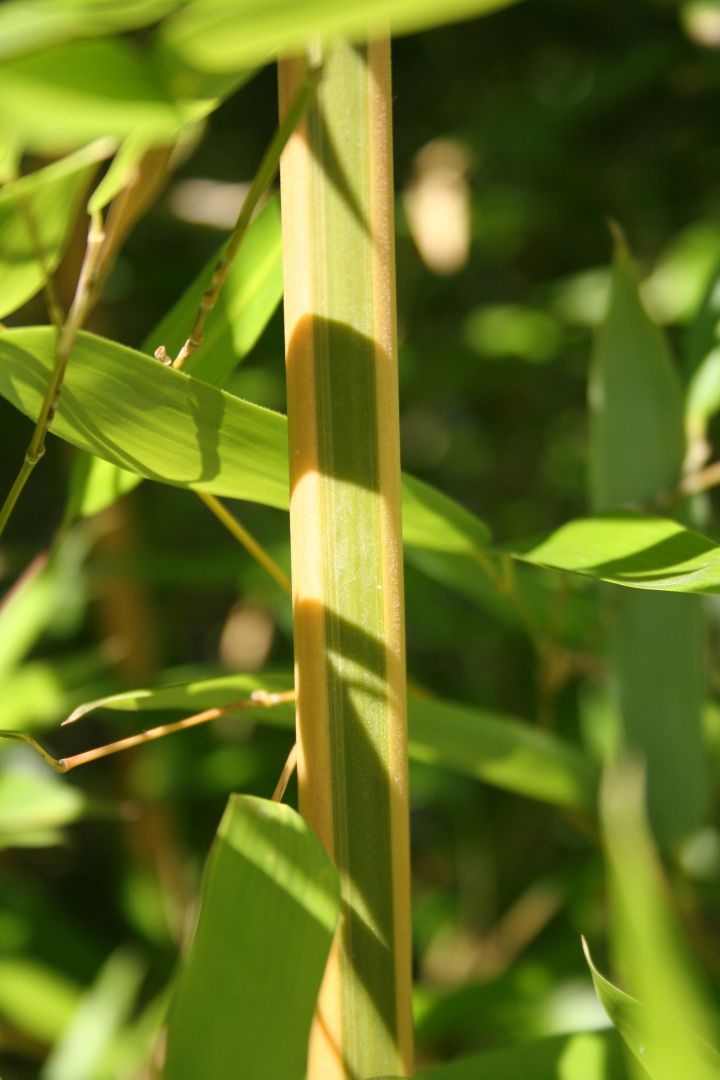 Phyllostachys bambusoides 'Castillonis' De Tuinen van Appeltern