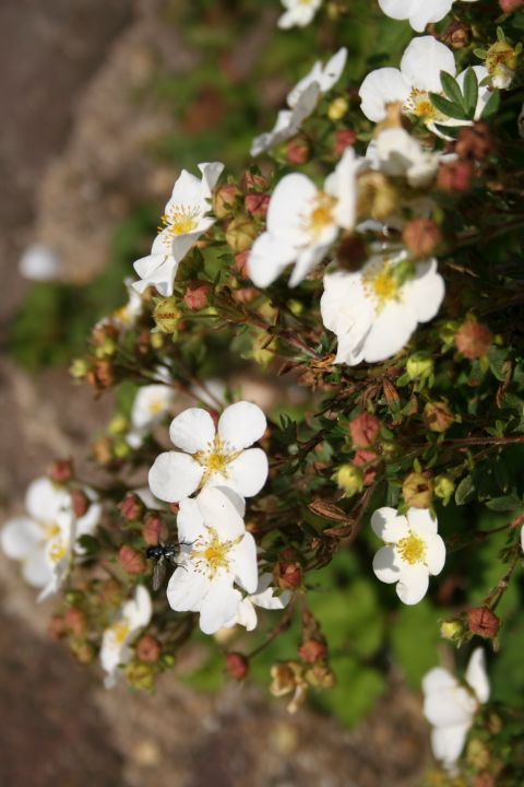Potentilla fruticosa 'Abbotswood' Ganzerik De Tuinen van Appeltern