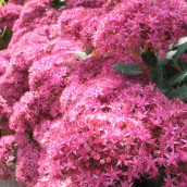 Sedum spectabile 'Brilliant' (Vetkruid, Hemelsleutel)