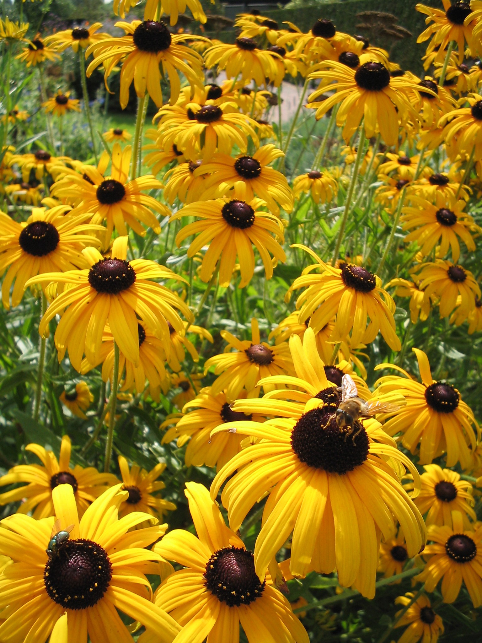 tuinplant met gele bloemen