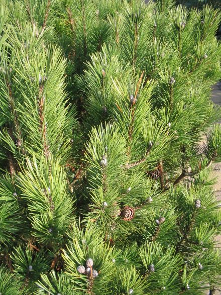 Pinus mugo var. mughus - Pijnboom, dwergden | De Tuinen van Appeltern