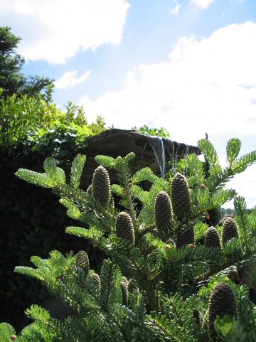 Abies pinsapo 'Glauca' - Spaanse den, Spaanse zilverspar