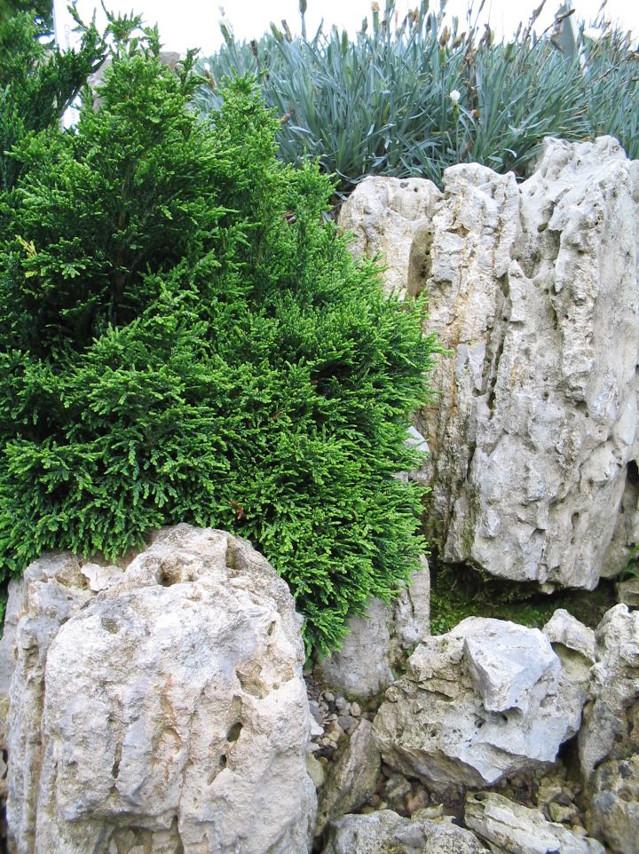 Chamaecyparis lawsoniana 'Green Globe' - Schijncipres
