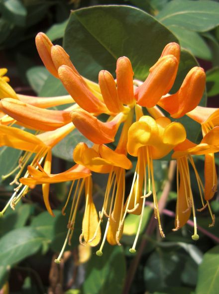 Lonicera 'Mandarin' (Kamperfoelie)