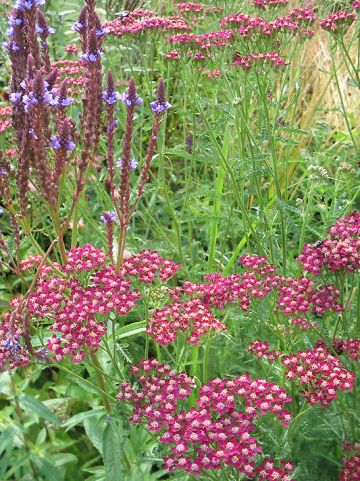 Achillea millefolium 'Summerwine' - Duizendblad