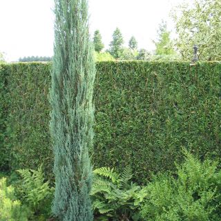 Juniperus scopulorum 'Blue Arrow' (Jeneverbes)