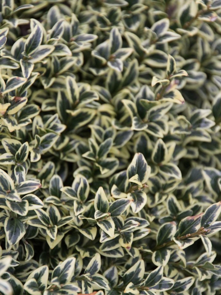 Buxus sempervirens 'Aureovariegata' - Bont palmboompje, buxus