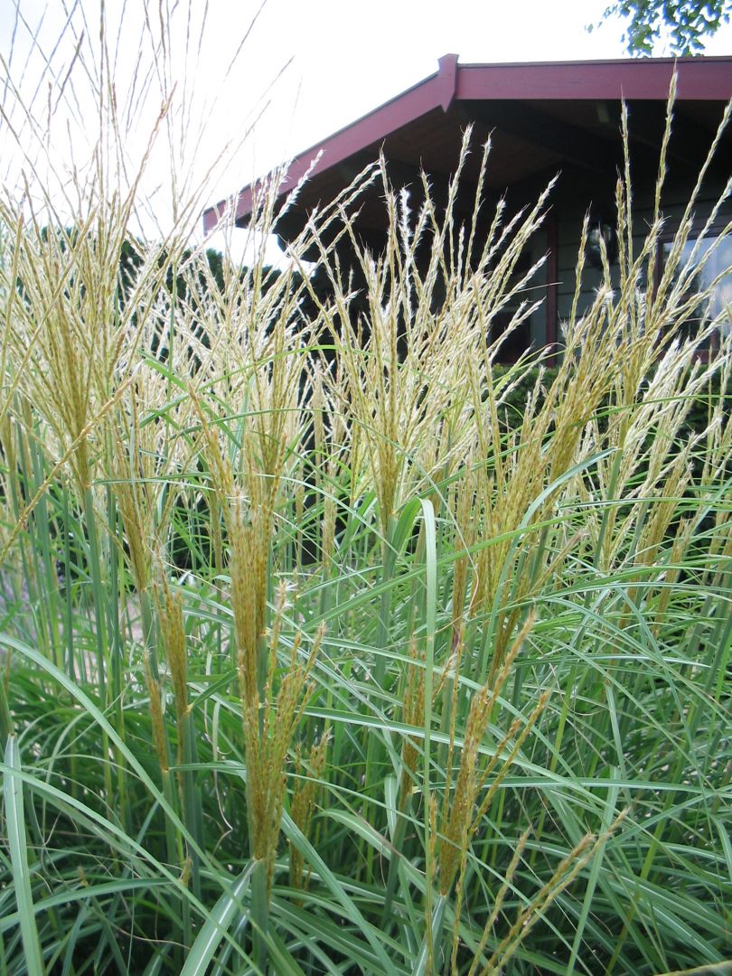 Miscanthus sinensis 'Yakushima Dwarf' Prachtriet De Tuinen van