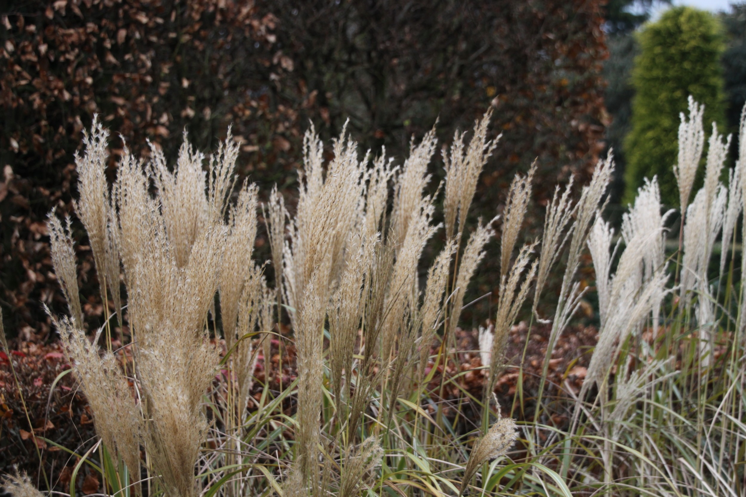 Miscanthus sinensis 'Yakushima Dwarf' Prachtriet De Tuinen van