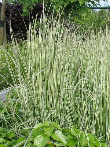 Calamagrostis x acutiflora 'Overdam' - Bont struisriet