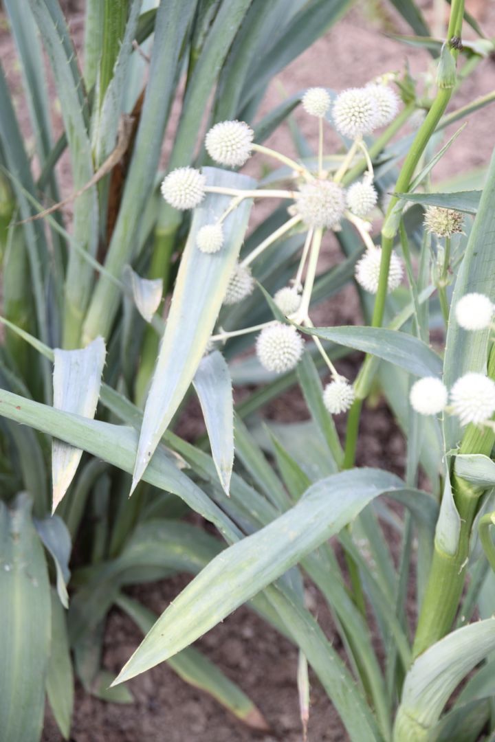 Eryngium yuccifolium yuccabladige kruisdistel De Tuinen van Appeltern