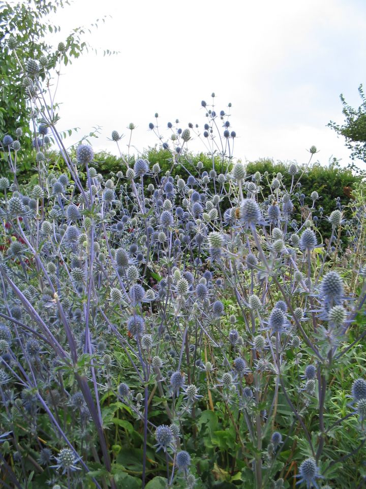 Eryngium planum 'Blauer Zwerg' - Blauwe distel, kruisdistel
