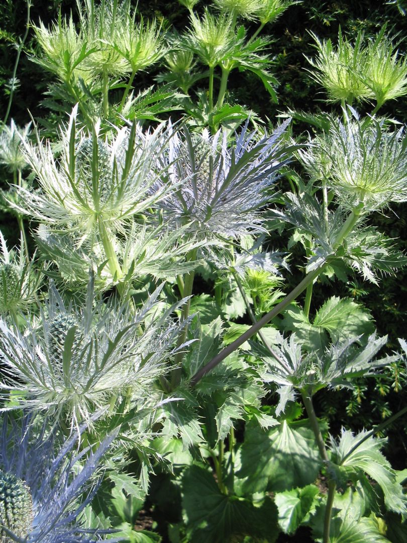 Eryngium alpinum 'Blue Star' Alpenkruisdistel De Tuinen van Appeltern
