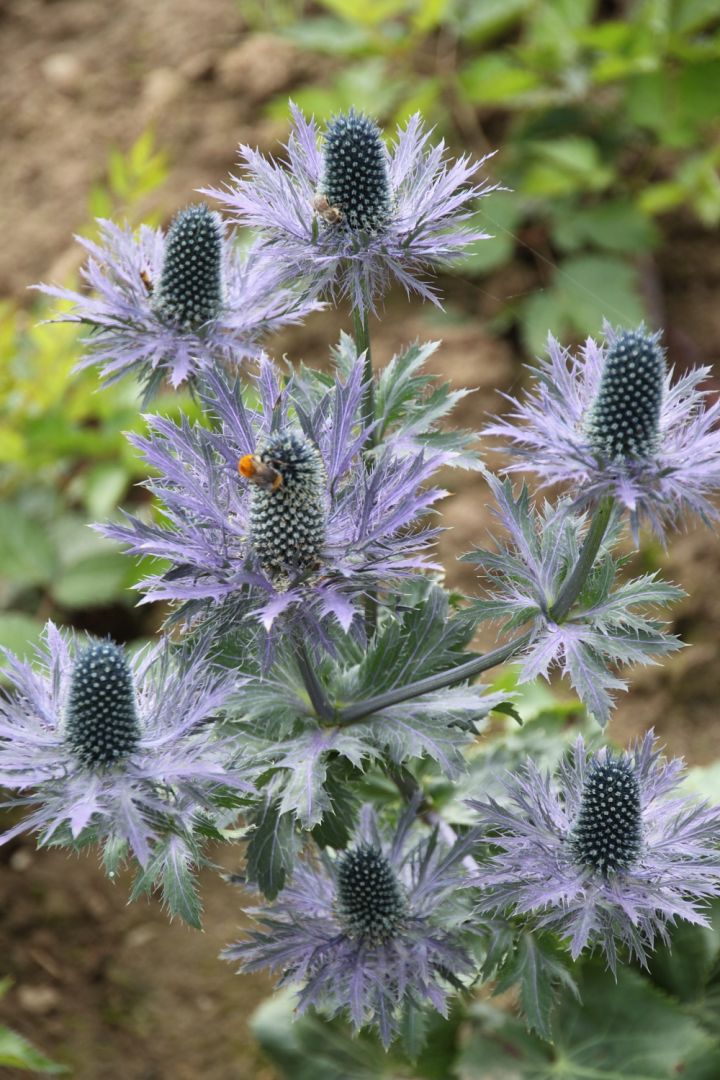 Eryngium alpinum 'Blue Star' Alpenkruisdistel De Tuinen van Appeltern