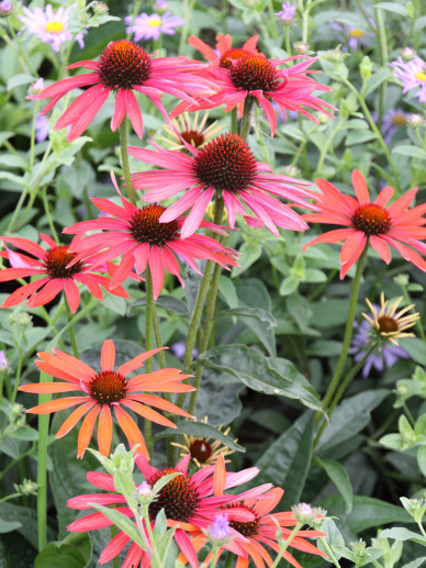 Echinacea 'Raspberry Truffle' - Zonnehoed - De Tuinen van