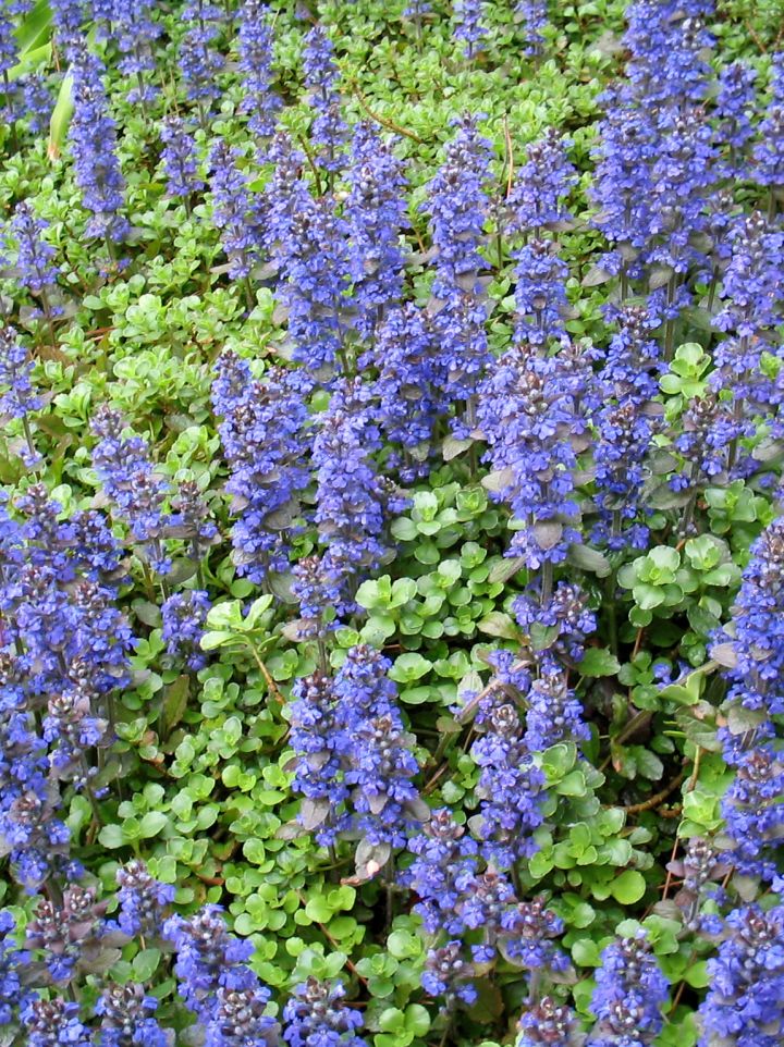 Ajuga reptans 'Atropurpurea' - Kruipend zenegroen