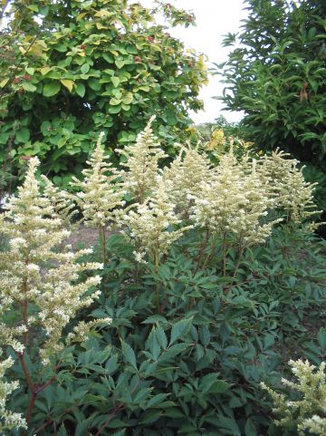 Astilbe 'Avalanche' - Pluimspirea, prachtspirea