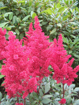 Astilbe 'Elizabeth Bloom' - Pluimspirea, prachtspirea