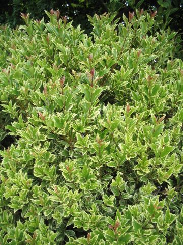 Osmanthus heterophyllus 'Aureomarginatus' - Schijnhulst