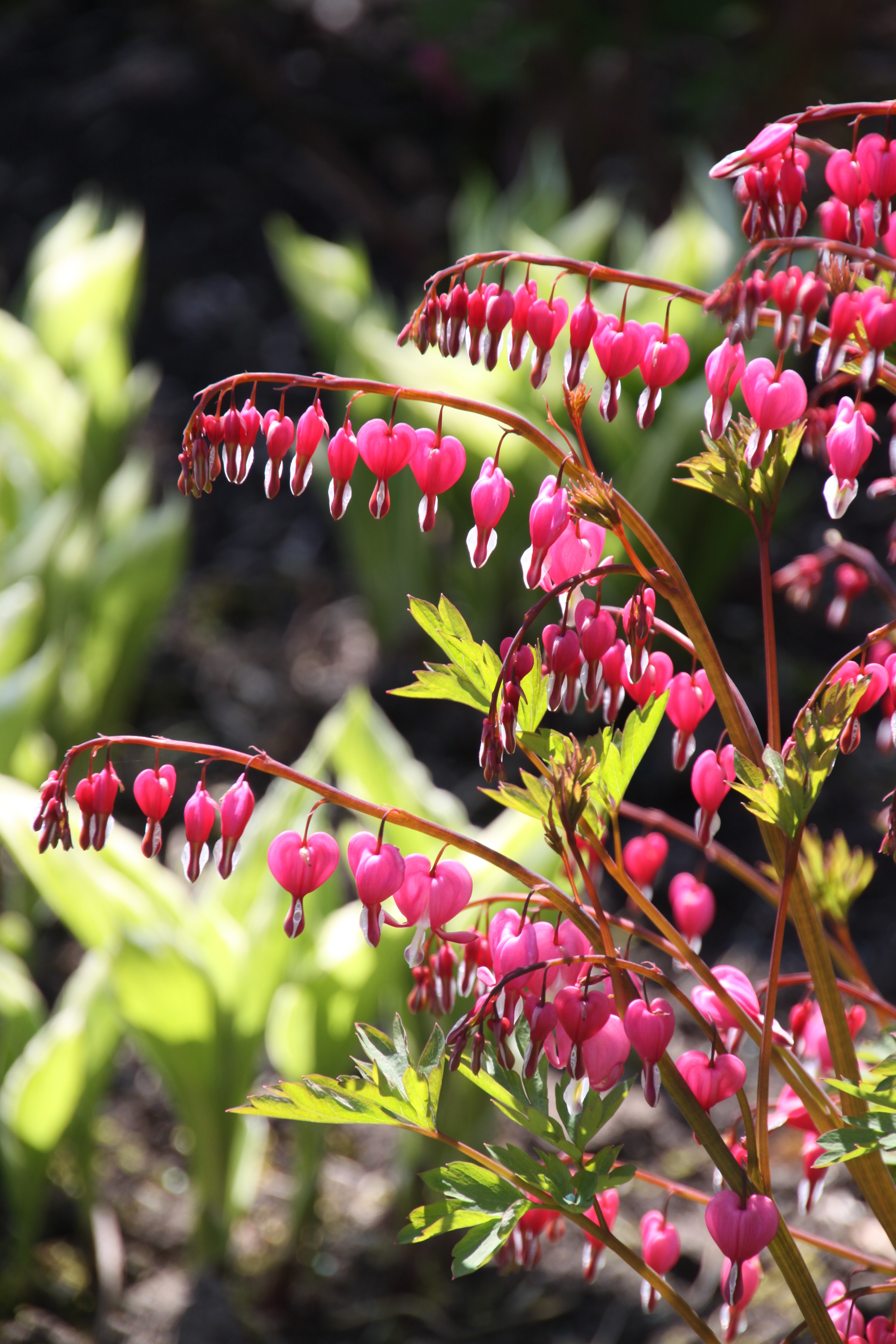 Dicentra spectabilis Tranend of gebroken hartje De Tuinen van Appeltern