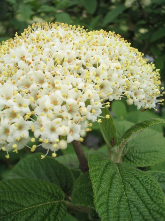 Viburnum rhytidophylloides 'Alleghany' Sneeuwbal De Tuinen van