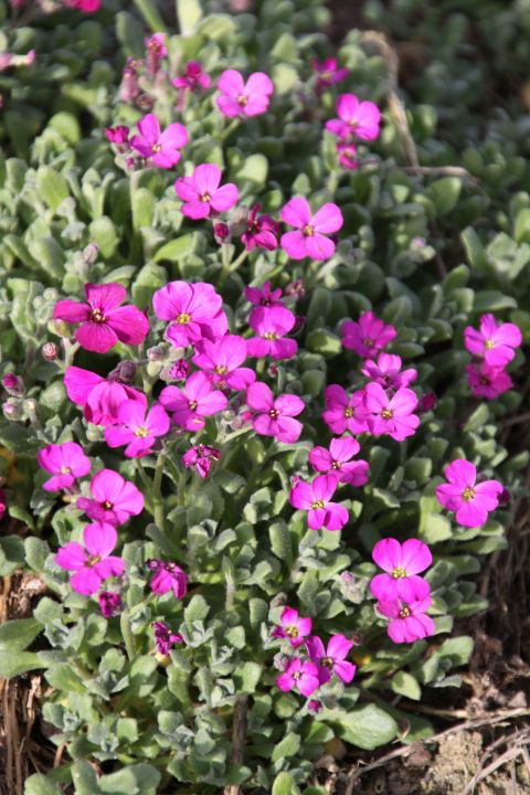 Aubrieta ‘Cascade Red’ - Randjesbloem | De Tuinen van Appeltern