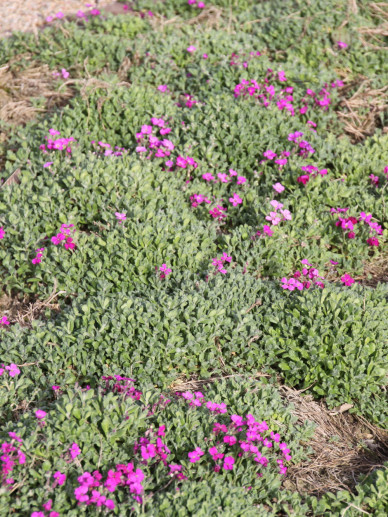 Aubrieta ‘Cascade Red’ - Randjesbloem | De Tuinen van Appeltern