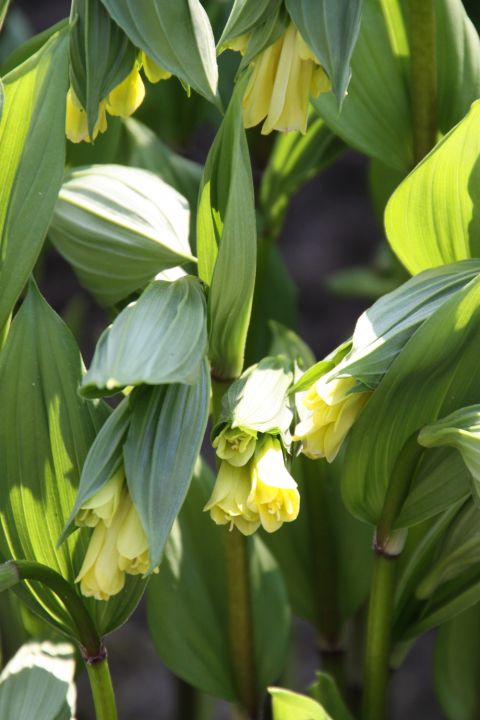 Disporum flavens | De Tuinen van Appeltern