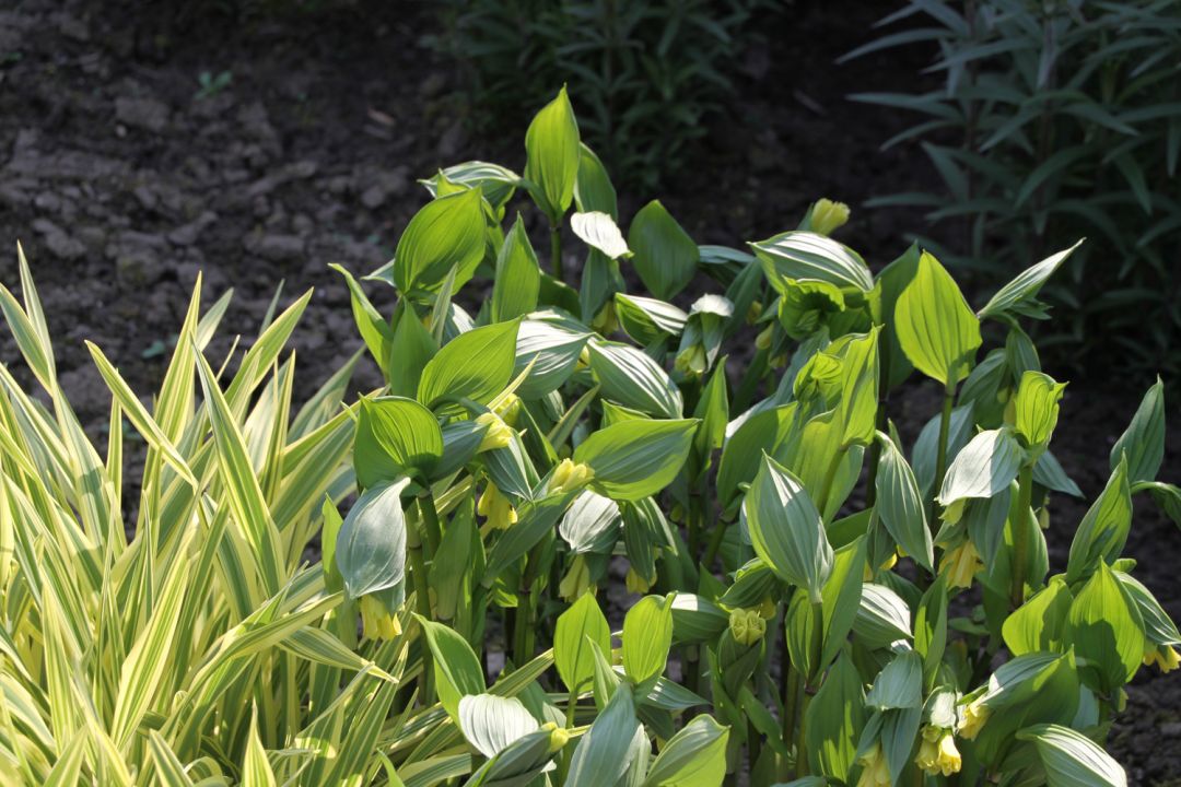 Disporum flavens | De Tuinen van Appeltern